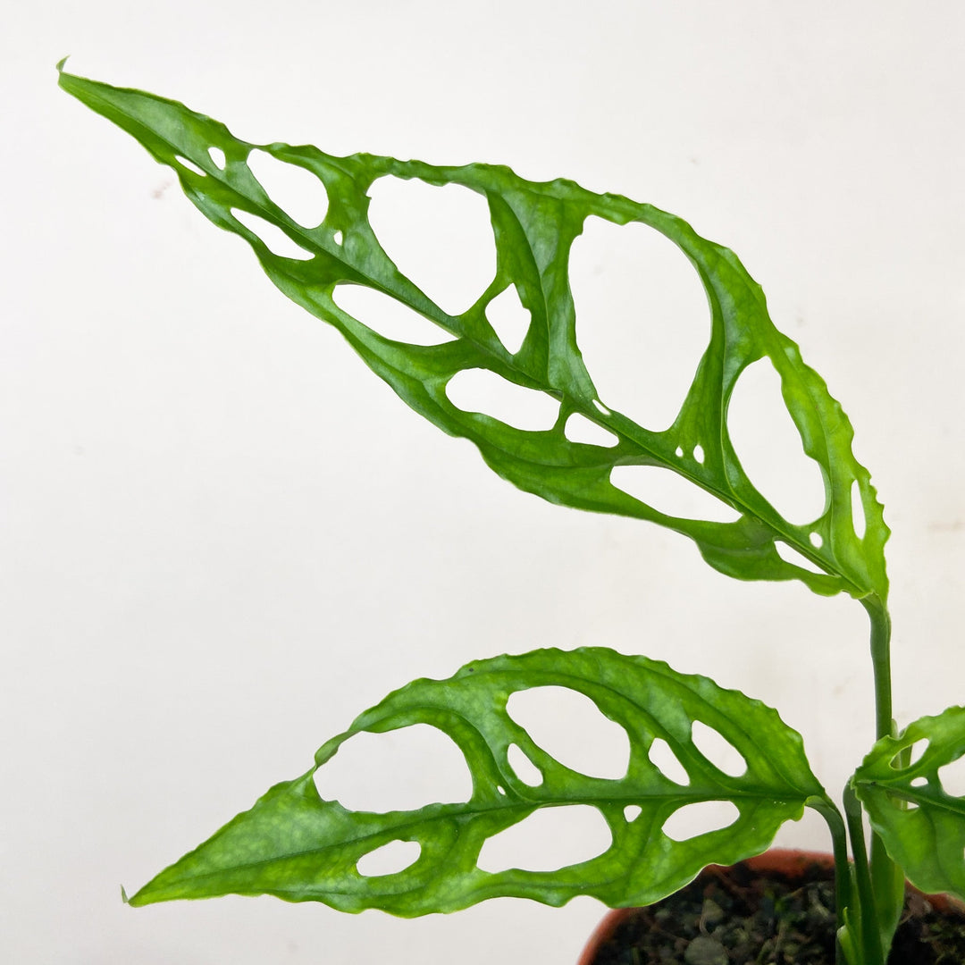 Monstera Obliqua 'Peru' Foliage Dreams