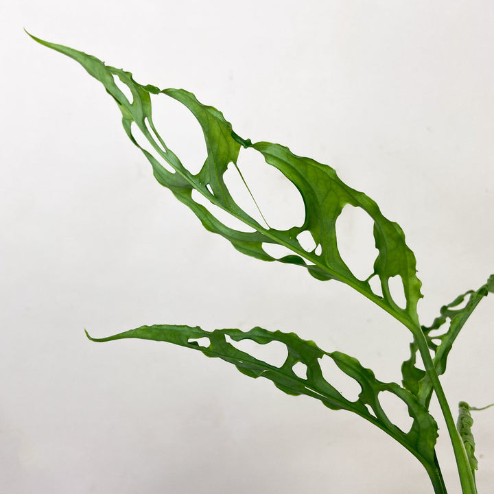 Monstera Obliqua 'Peru' Foliage Dreams