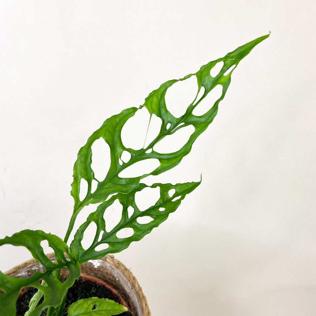 Monstera Obliqua 'Peru' Foliage Dreams