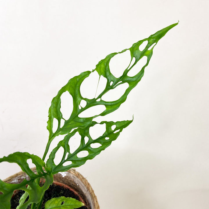 Monstera Obliqua 'Peru' Foliage Dreams