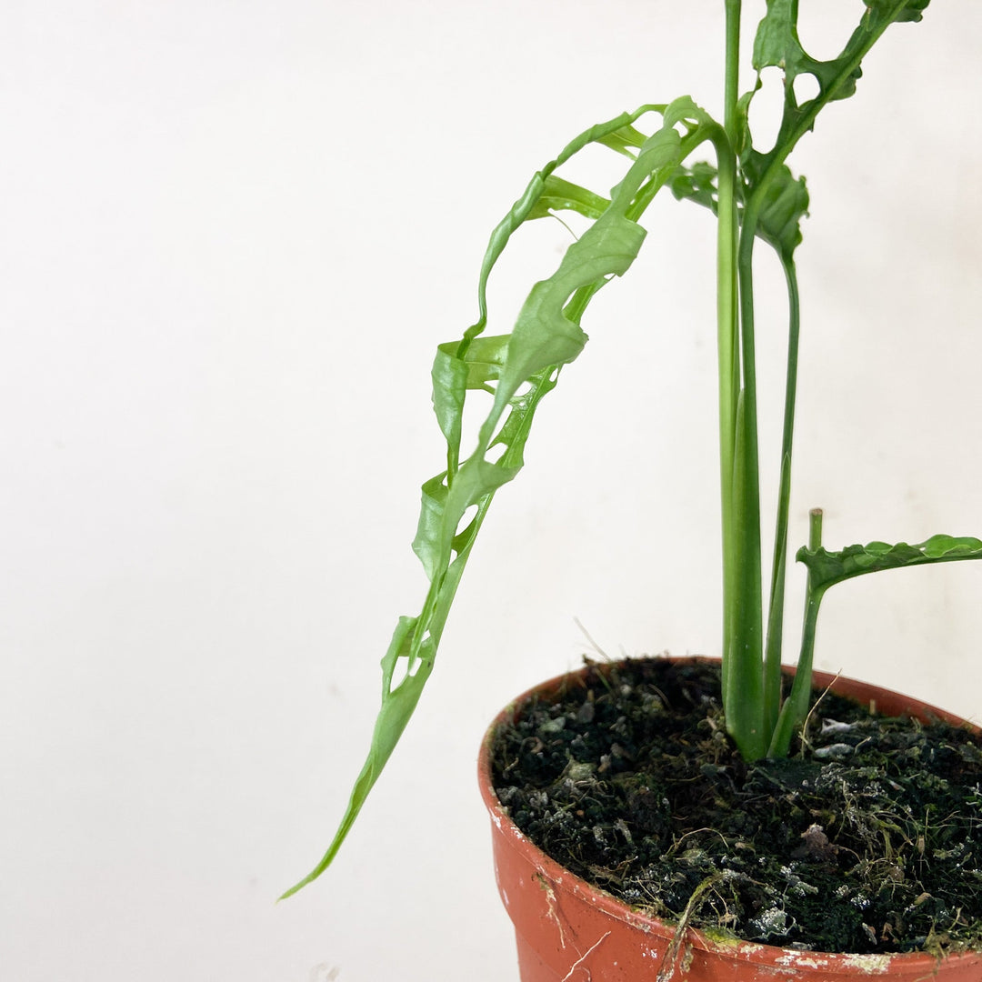 Monstera Obliqua 'Peru' Foliage Dreams