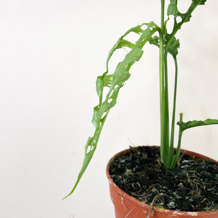 Monstera Obliqua 'Peru' Foliage Dreams