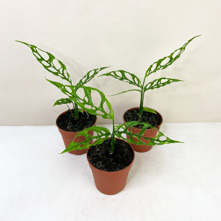 Monstera Obliqua 'Peru' Foliage Dreams