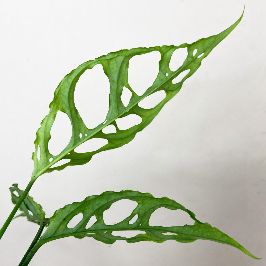 Monstera Obliqua 'Peru' Foliage Dreams