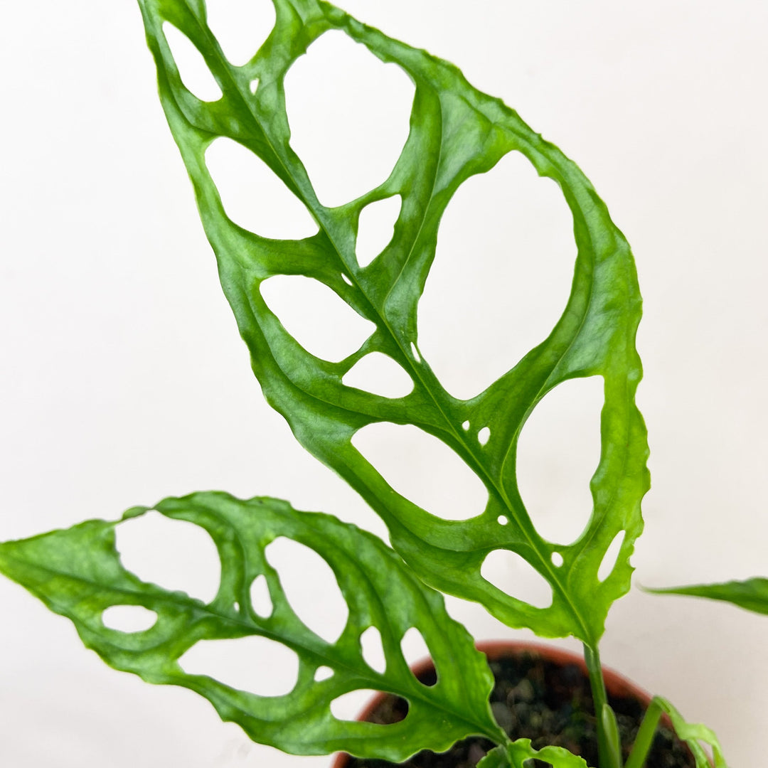 Monstera Obliqua 'Peru' Foliage Dreams