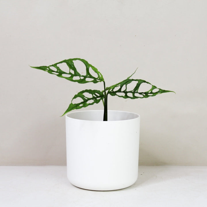 Monstera Obliqua 'Peru' M / Topf weiß Foliage Dreams
