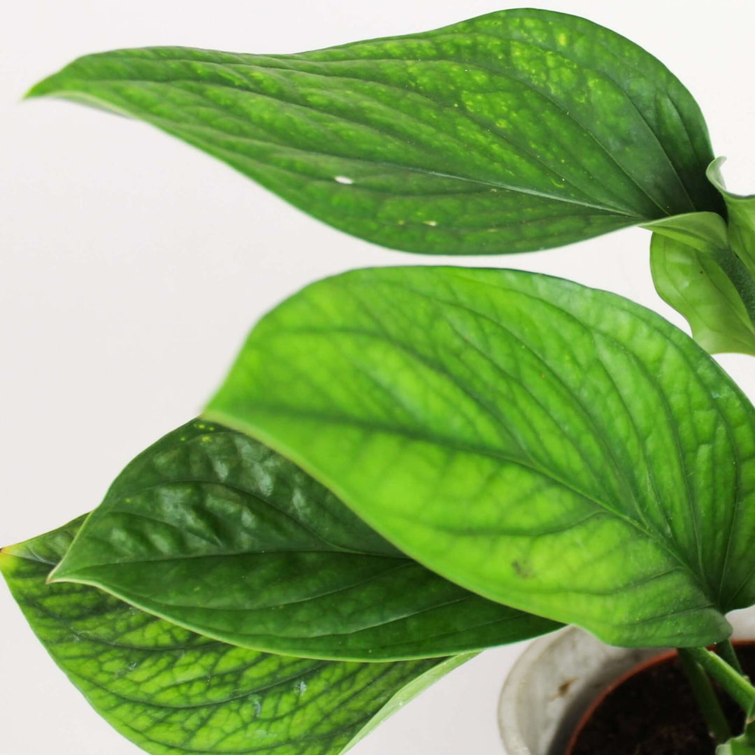 Monstera Pinnatipartita Foliage Dreams