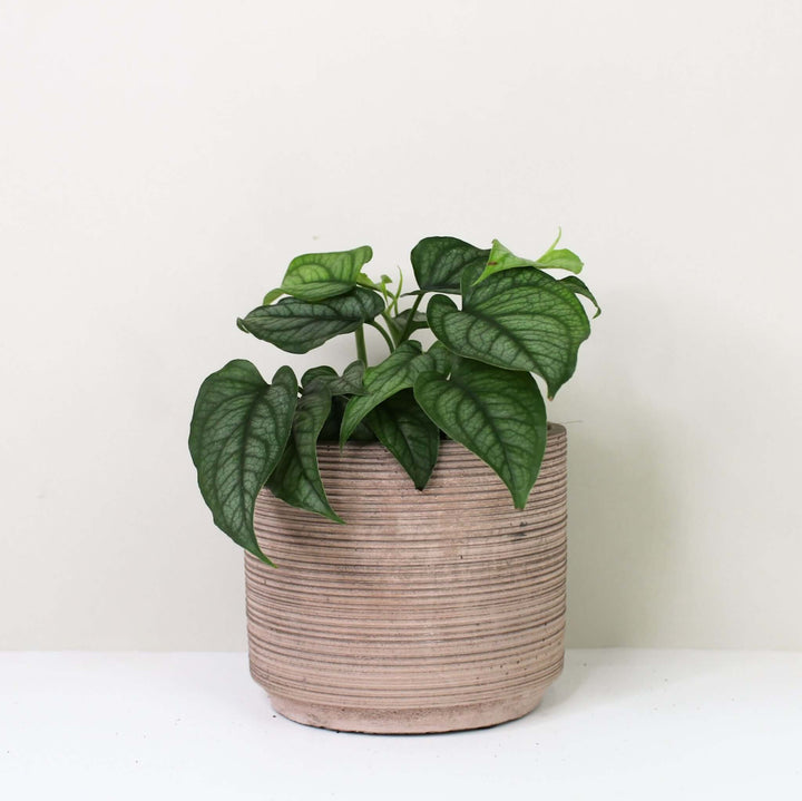 Monstera Siltepecana Foliage Dreams