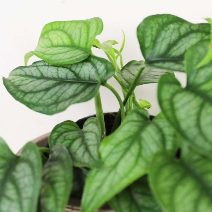Monstera Siltepecana Foliage Dreams