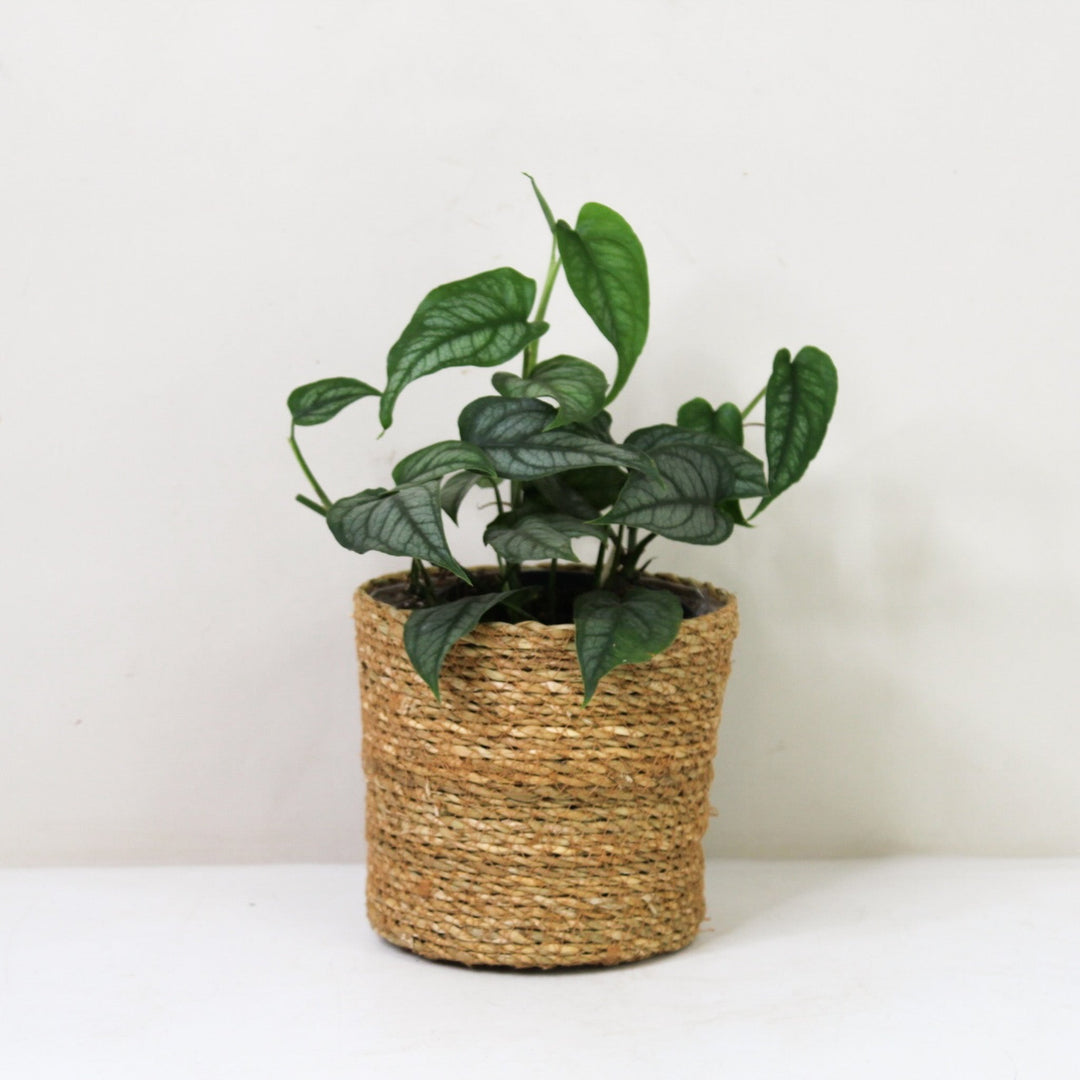 Monstera Siltepecana M / Korb braun Foliage Dreams