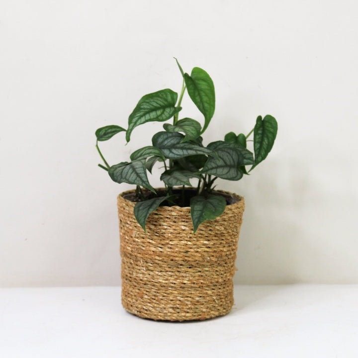 Monstera Siltepecana M / Korb braun Foliage Dreams