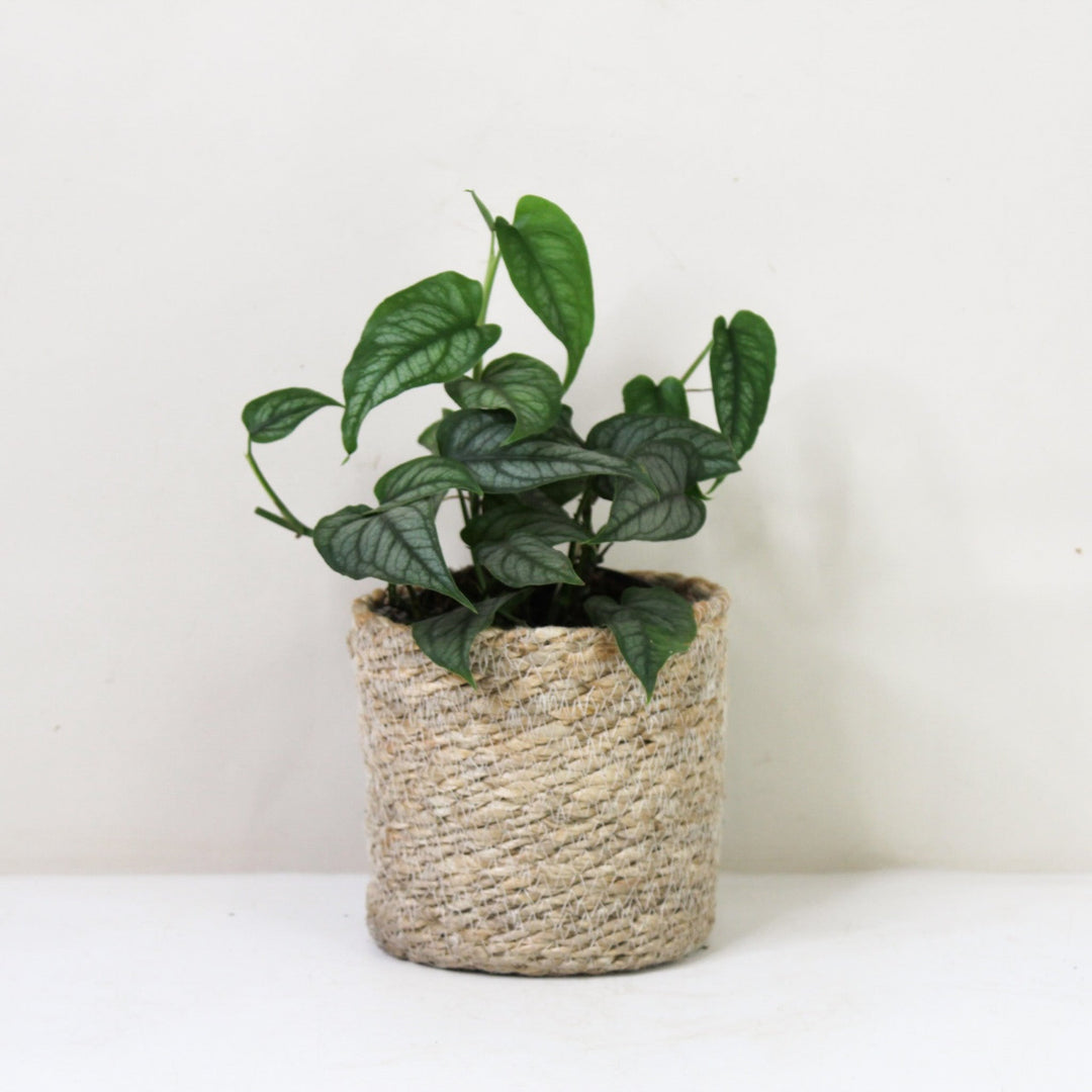 Monstera Siltepecana M / Korb creme Foliage Dreams