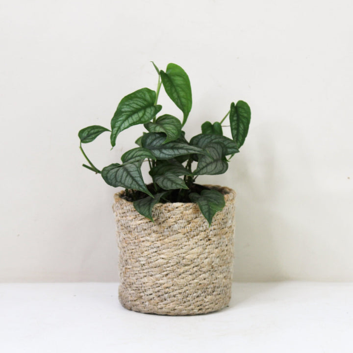 Monstera Siltepecana M / Korb creme Foliage Dreams