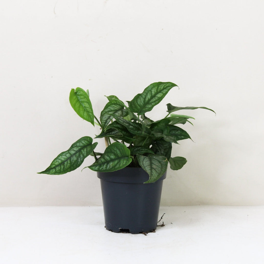 Monstera Siltepecana M / ohne Übertopf Foliage Dreams