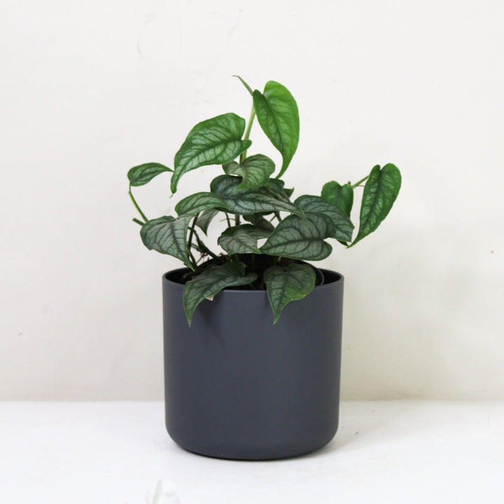 Monstera Siltepecana M / Topf anthrazit Foliage Dreams