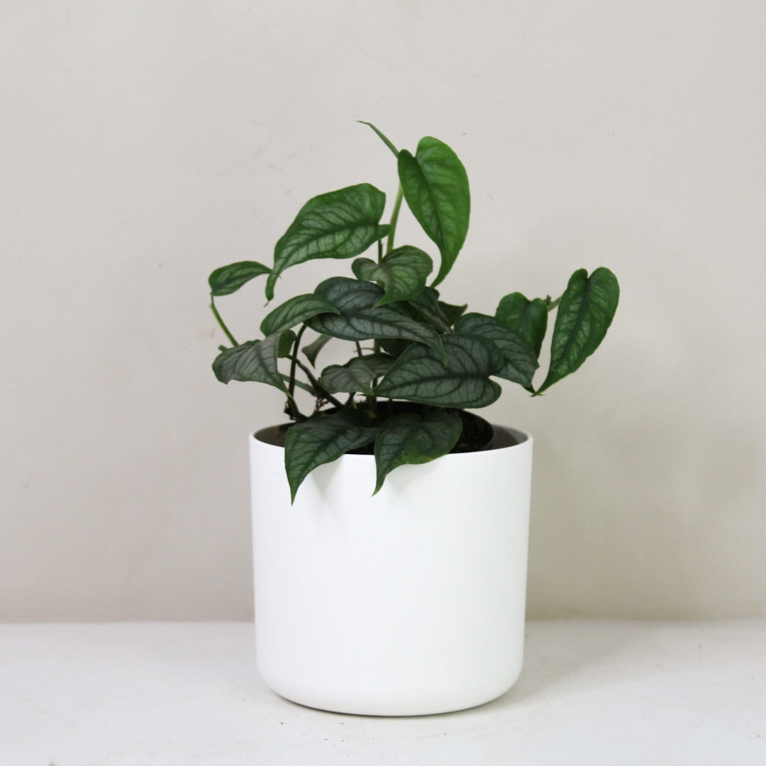 Monstera Siltepecana M / Topf weiß Foliage Dreams