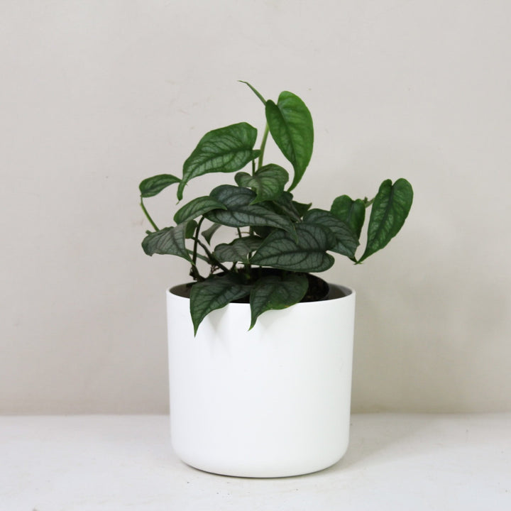 Monstera Siltepecana M / Topf weiß Foliage Dreams