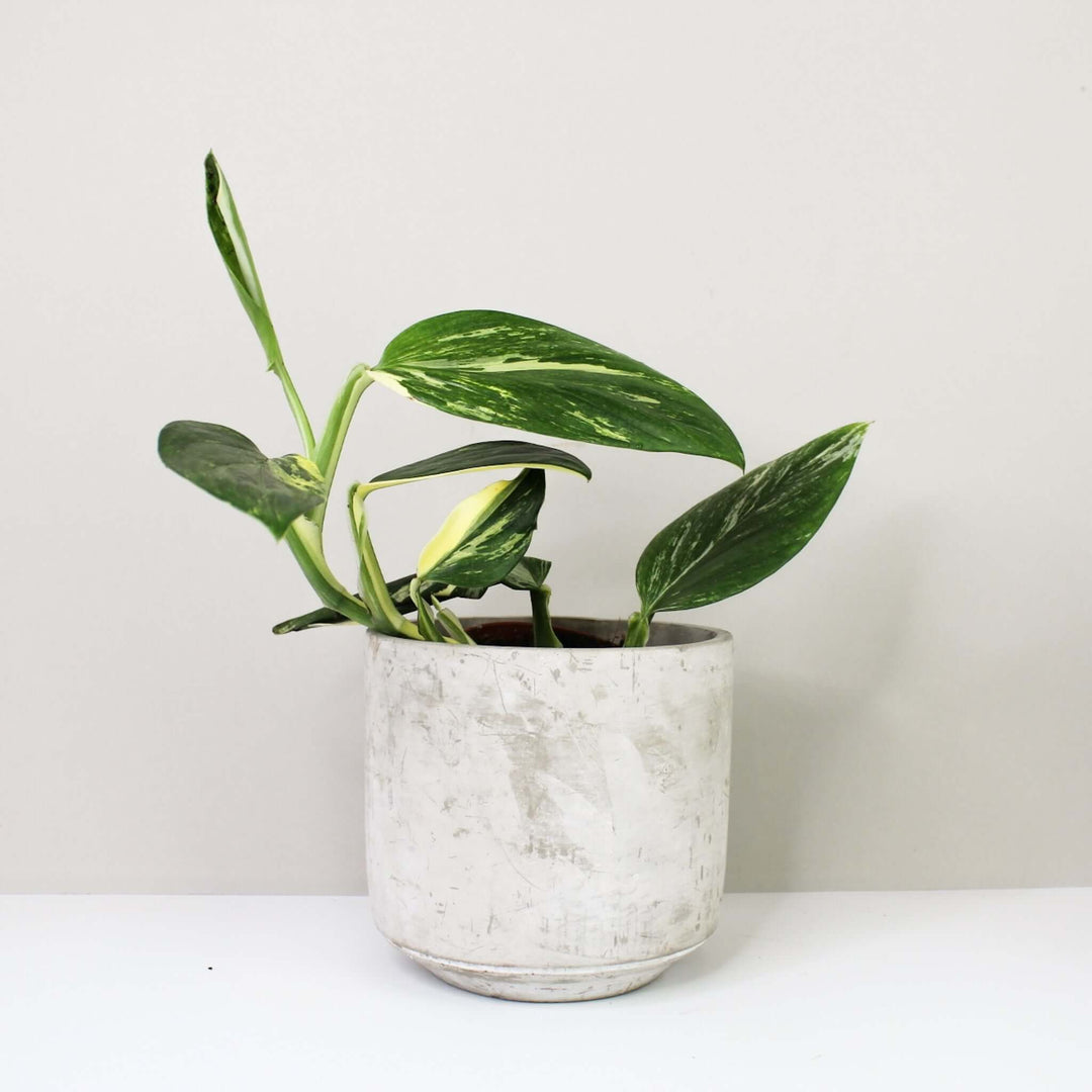 Monstera Standleyana Aurea Variegata Foliage Dreams