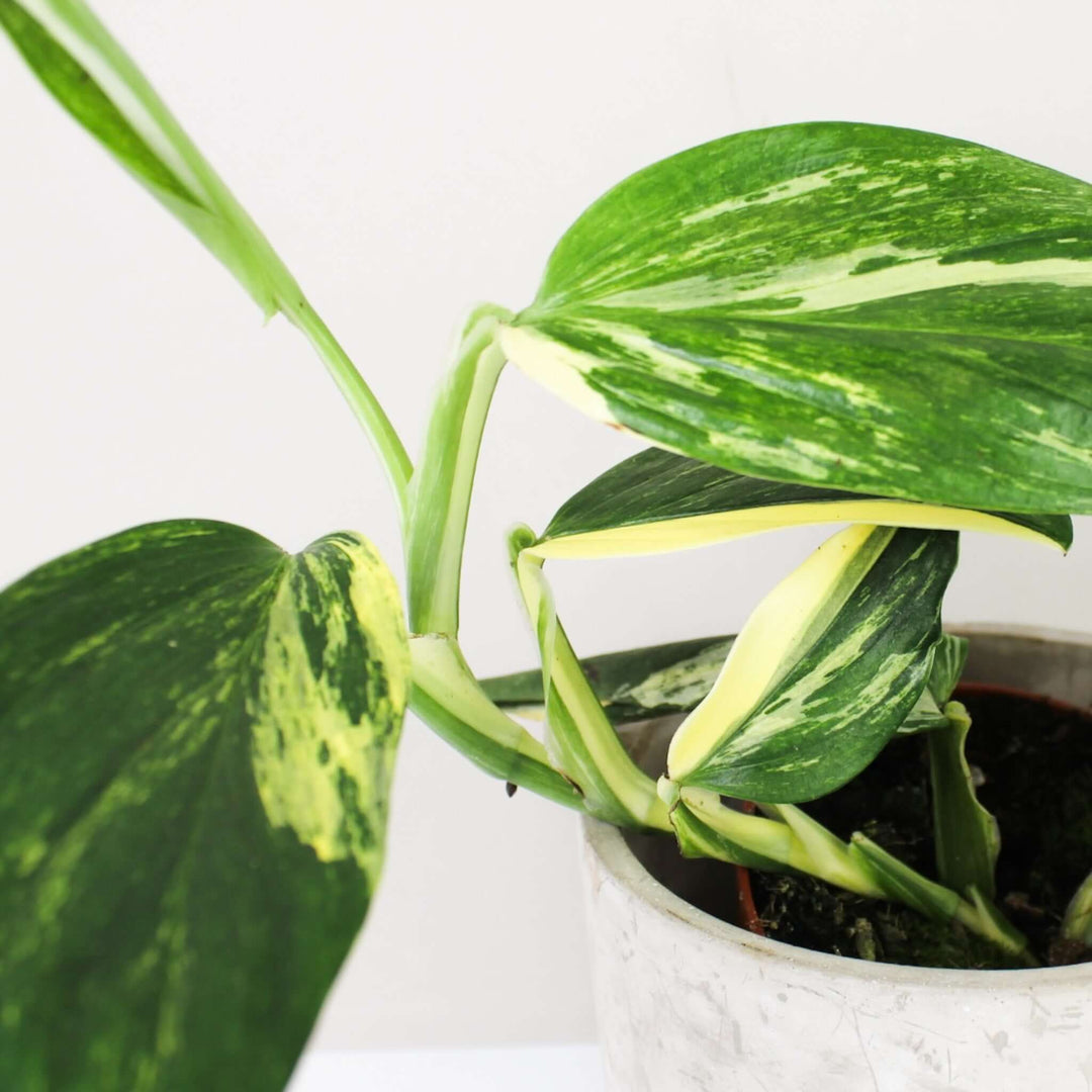 Monstera Standleyana Aurea Variegata Foliage Dreams