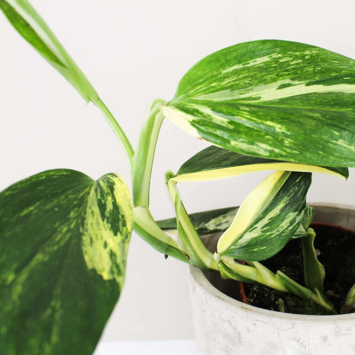 Monstera Standleyana Aurea Variegata Foliage Dreams
