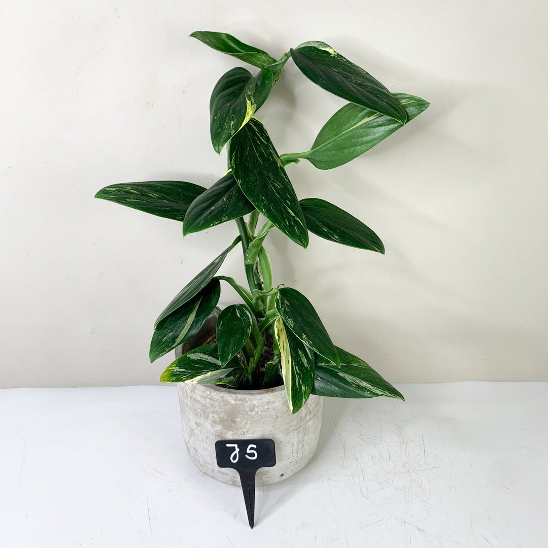 Monstera Standleyana Aurea Variegata Foliage Dreams