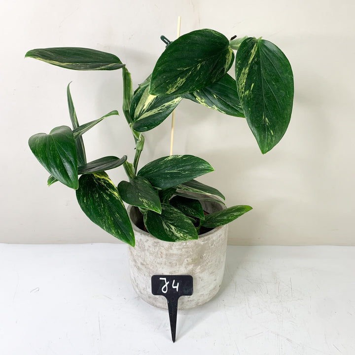 Monstera Standleyana Aurea Variegata Foliage Dreams
