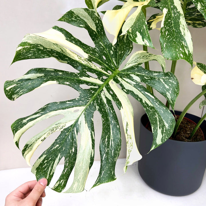 Monstera Thai Constellation Foliage Dreams