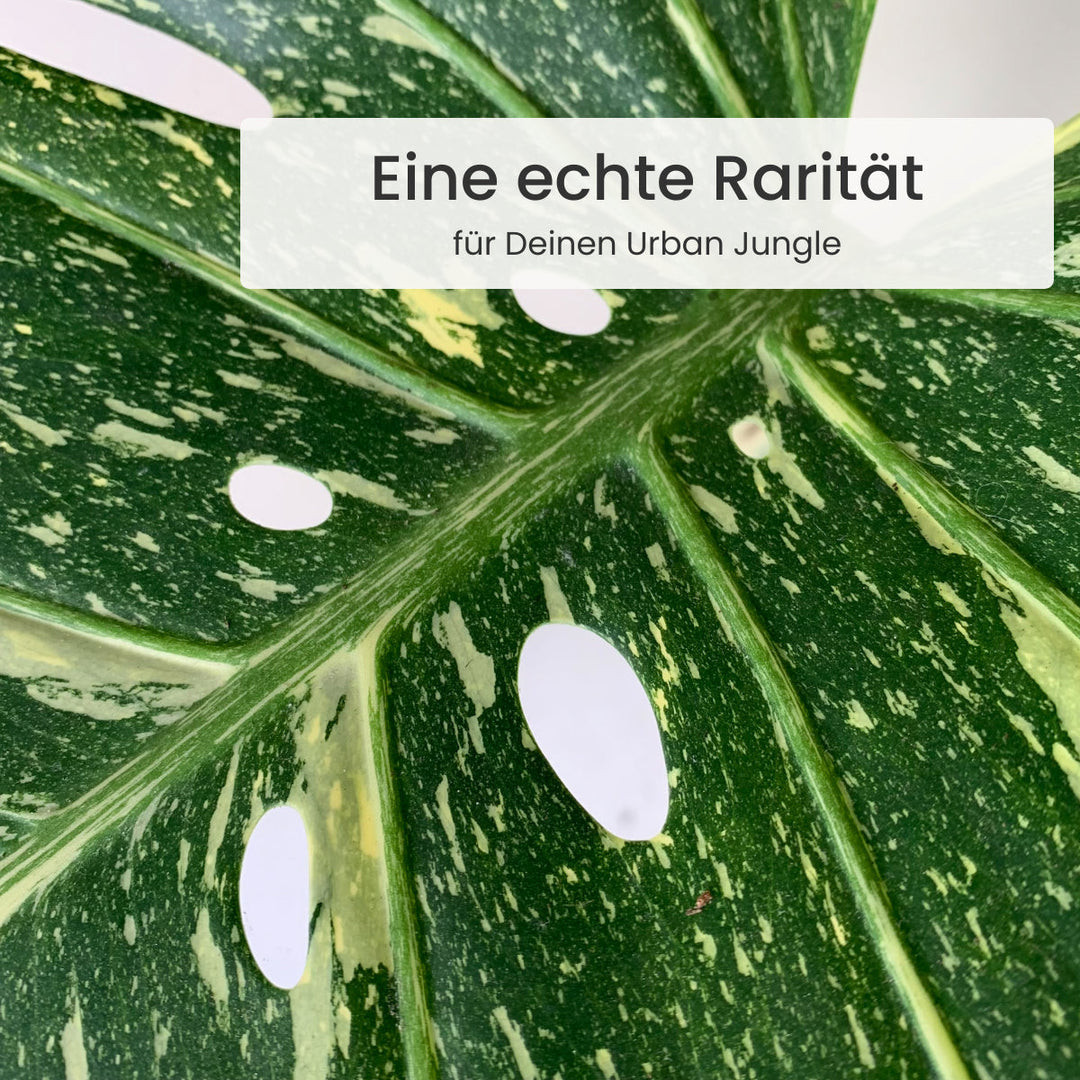Monstera Thai Constellation Foliage Dreams