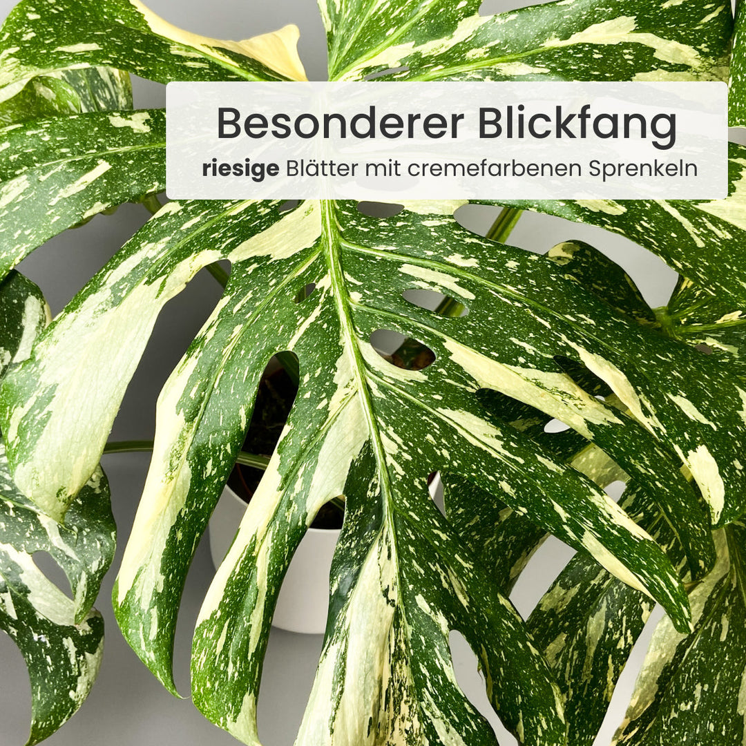 Monstera Thai Constellation Foliage Dreams