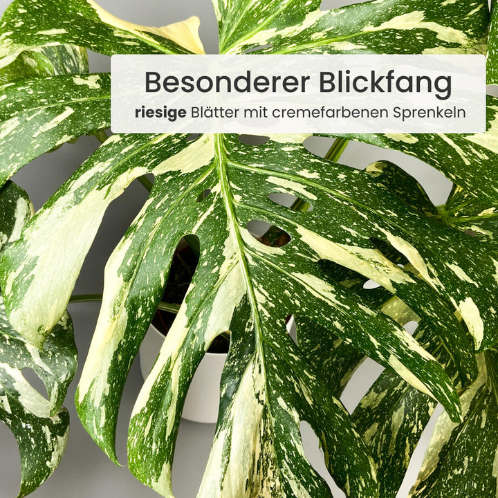 Monstera Thai Constellation Foliage Dreams
