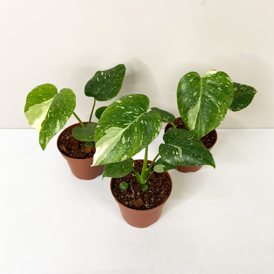 Monstera Thai Constellation Foliage Dreams