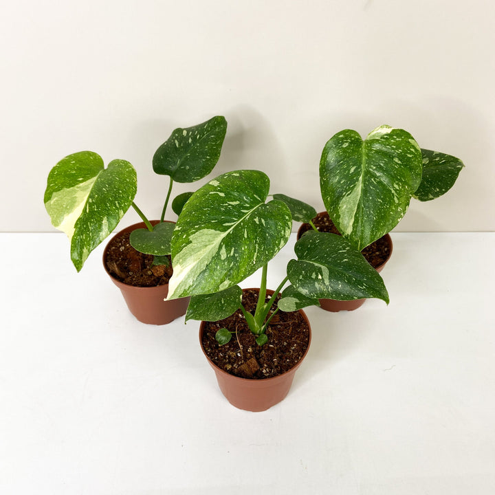 Monstera Thai Constellation Foliage Dreams