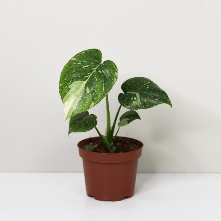 Monstera Thai Constellation Foliage Dreams