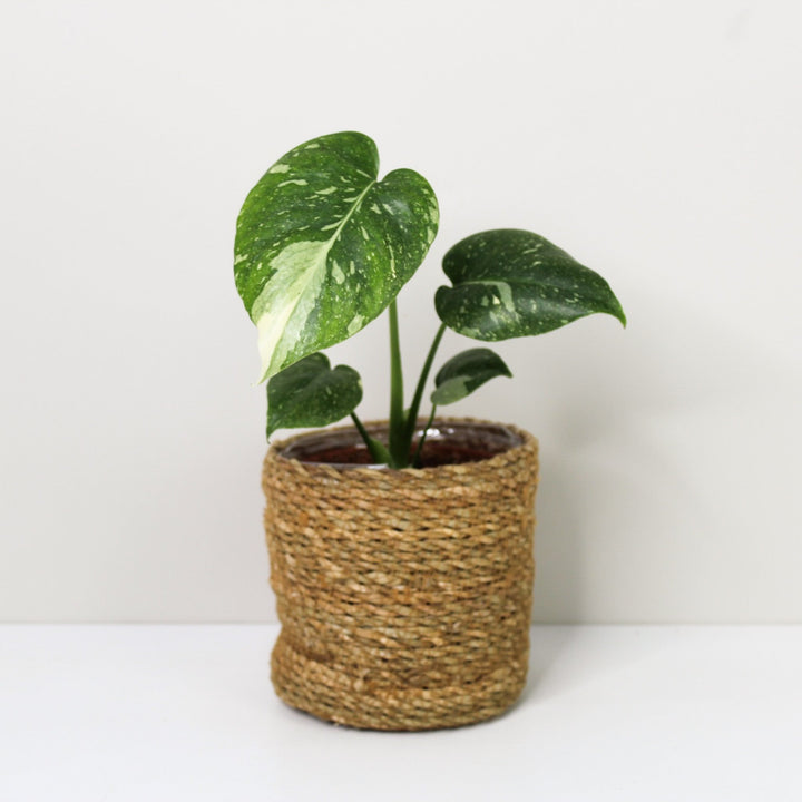Monstera Thai Constellation S Foliage Dreams