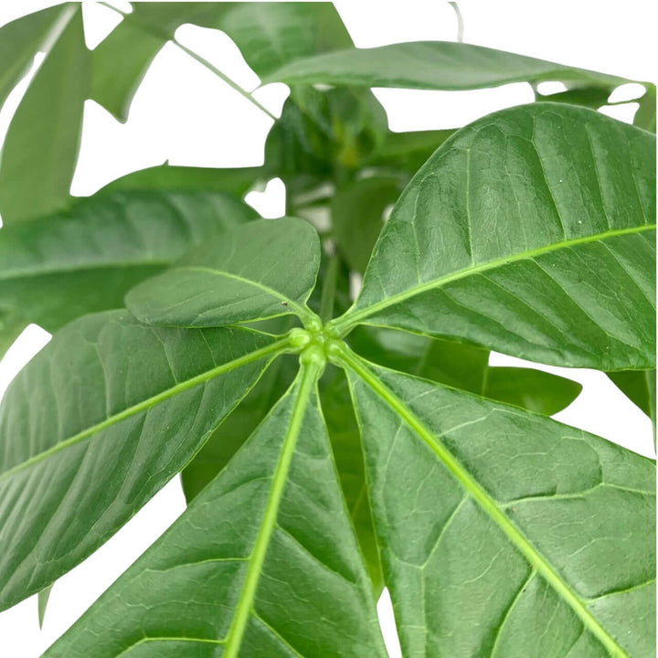 Pachira aquatica im Holztopf (Glückskastanie) Foliage Dreams