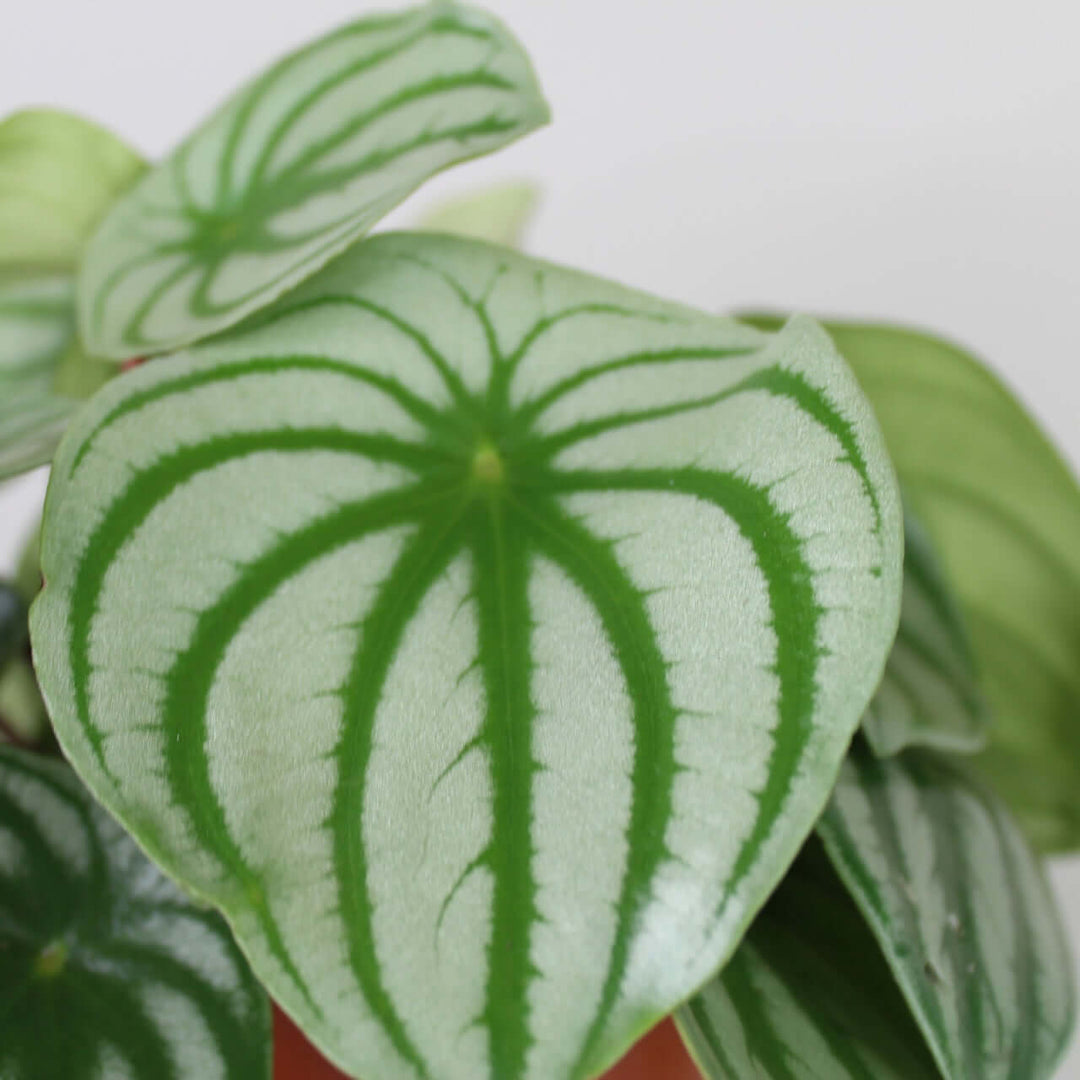 Peperomia argyreia watermelon Foliage Dreams
