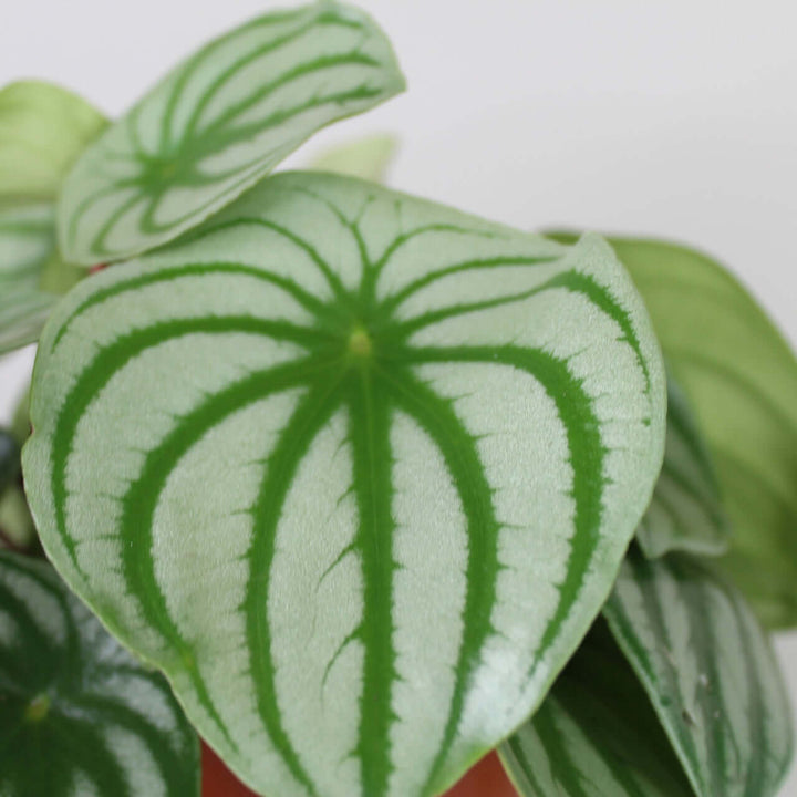 Peperomia argyreia watermelon Foliage Dreams