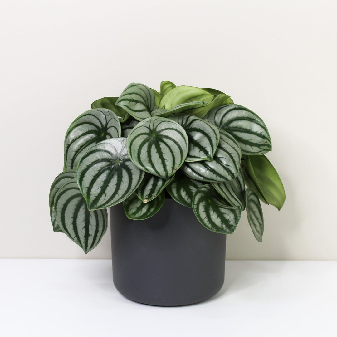 Peperomia Argyreia 'Watermelon' Foliage Dreams