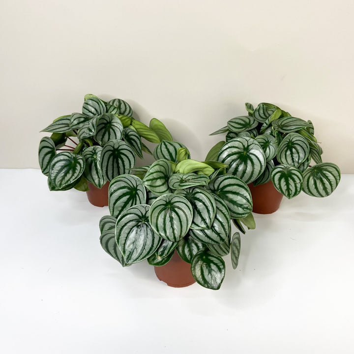 Peperomia Argyreia 'Watermelon' Foliage Dreams