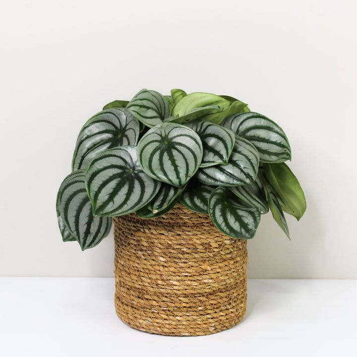 Peperomia Argyreia 'Watermelon' L / Korb braun Foliage Dreams