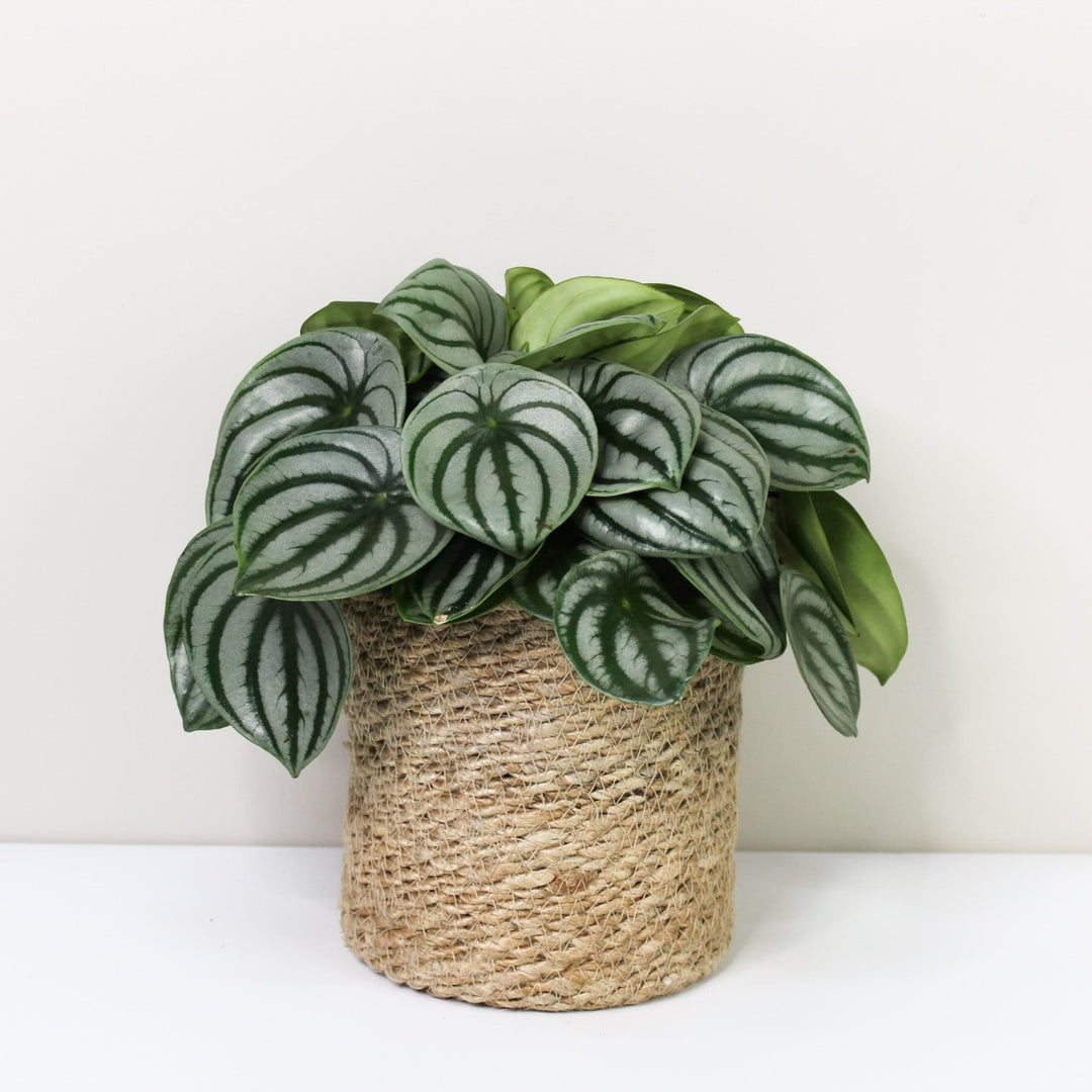 Peperomia Argyreia 'Watermelon' L / Korb creme Foliage Dreams