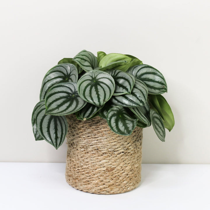 Peperomia Argyreia 'Watermelon' L / Korb creme Foliage Dreams