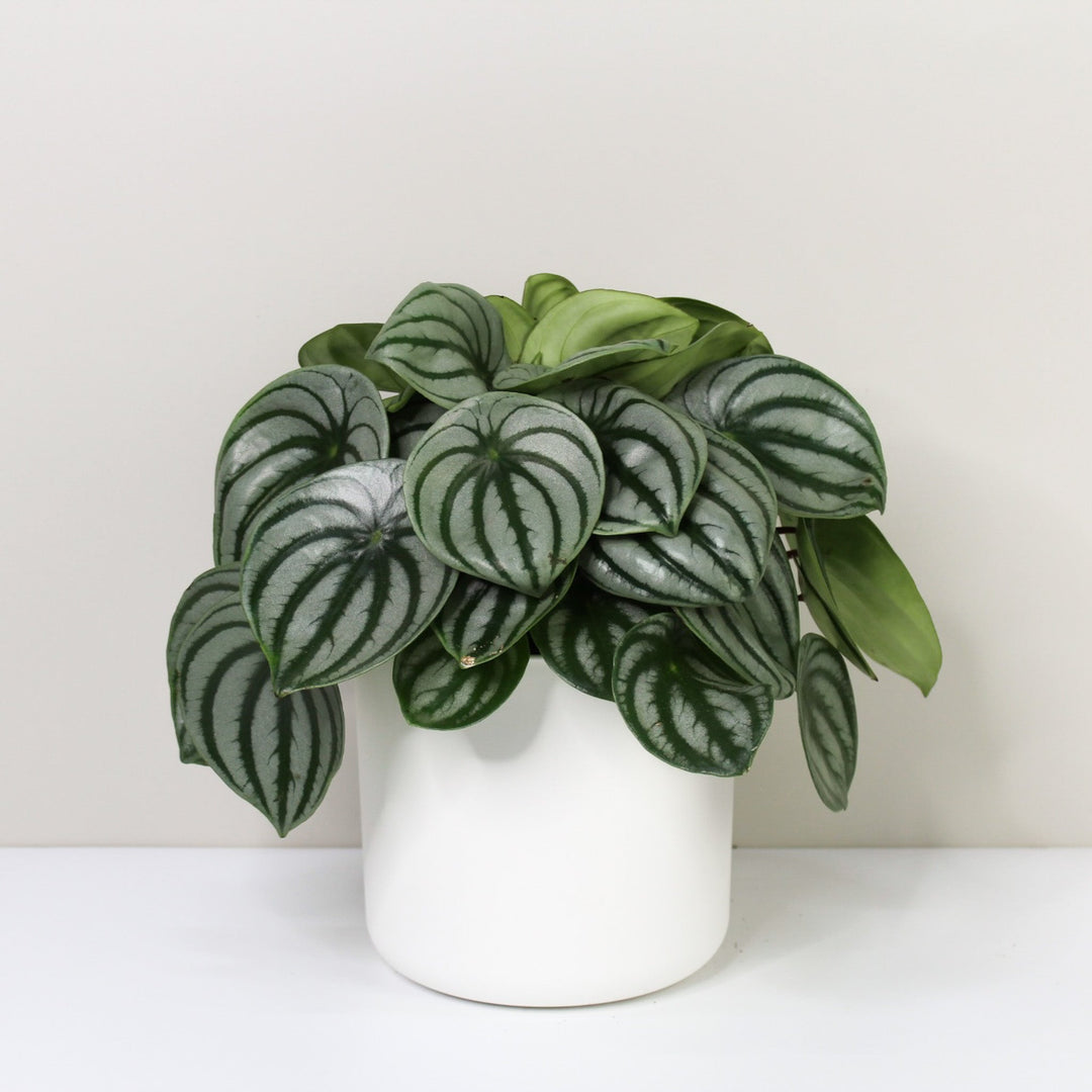 Peperomia Argyreia 'Watermelon' L / Topf weiß Foliage Dreams