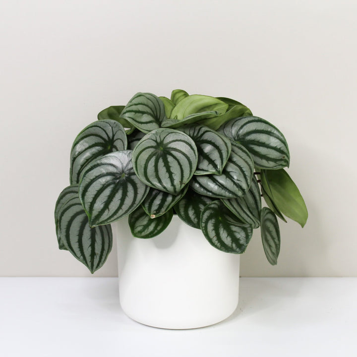 Peperomia Argyreia 'Watermelon' L / Topf weiß Foliage Dreams