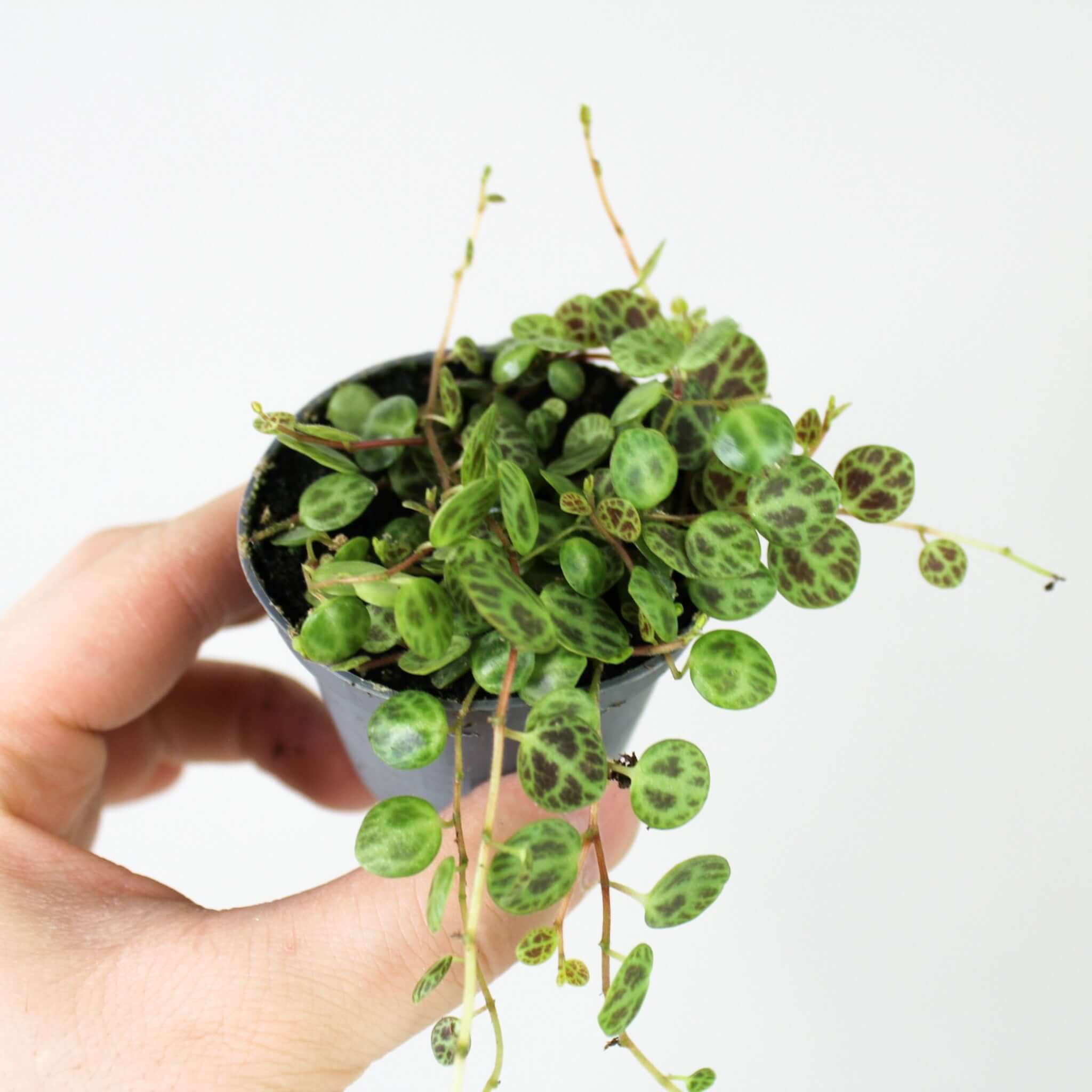 String of Turtles (Peperomia Prostrata) - Babypflanze String of Turtles (Peperomia Prostrata) - Babypflanze