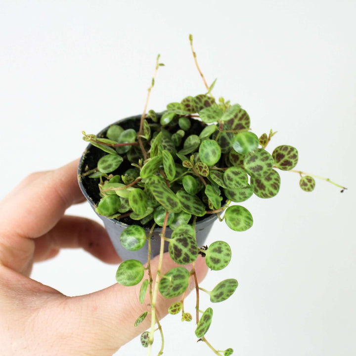 Peperomia Prostata (String of Turtles) Foliage Dreams
