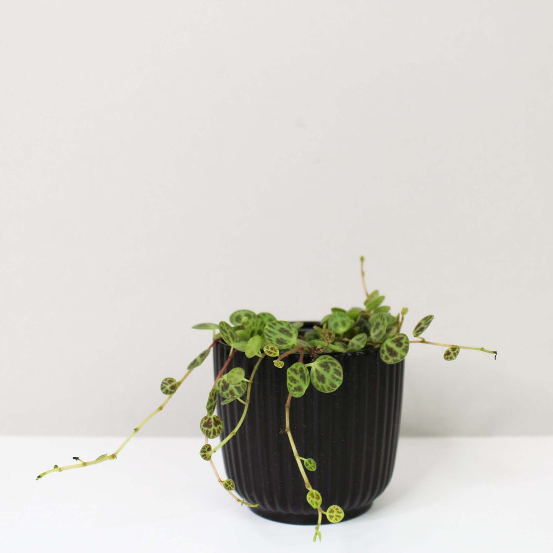 Peperomia Prostata (String of Turtles) Foliage Dreams
