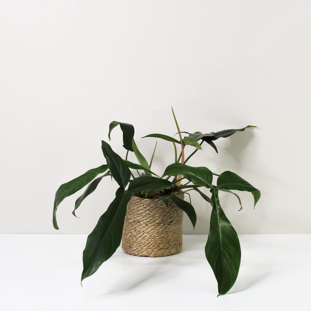 Philodendron 69686 Foliage Dreams