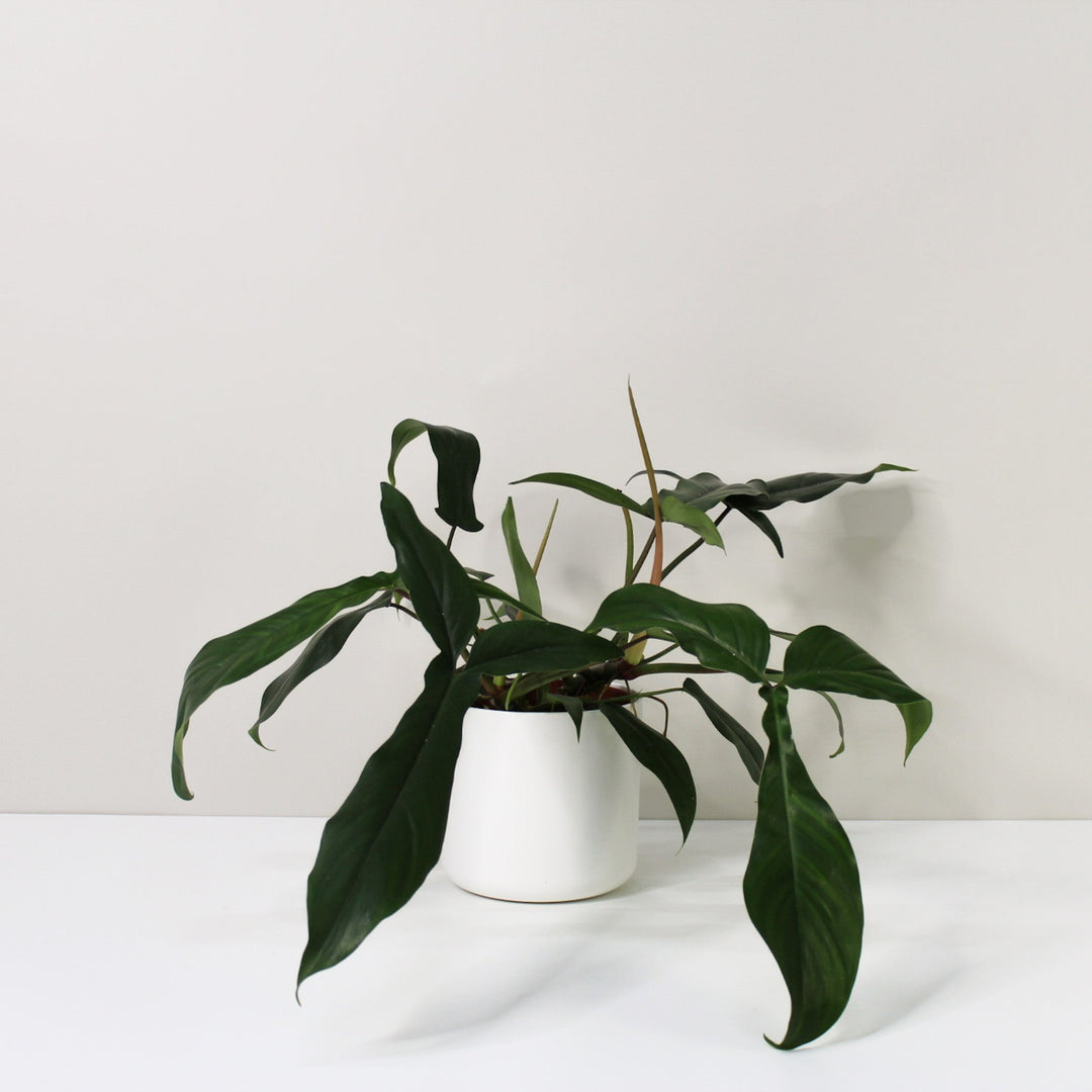 Philodendron 69686 L Foliage Dreams