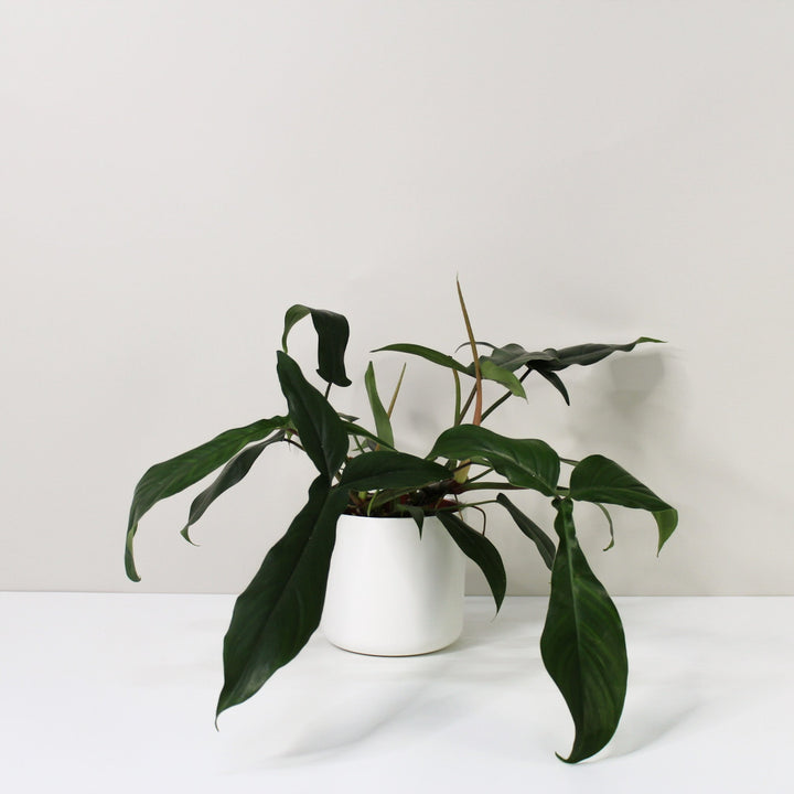 Philodendron 69686 L Foliage Dreams